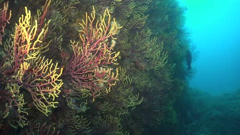 Tauchen-Entlang-Gelber-Und-Roter-Gorgonien-Mit-Blauem-Ozean-Als-Hintergrund