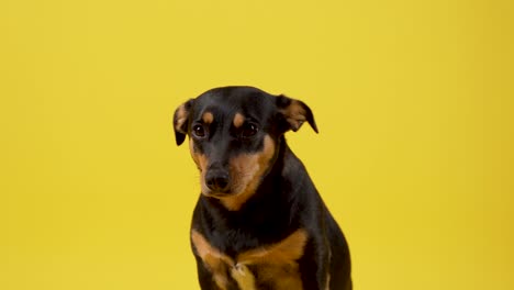 Dachshund-Mixed-Breed-Dog-Yawning-infront-of-Yellow-Background
