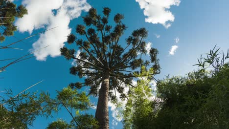 Brazilian-pine-tree-seen-from-below-against-a-blue-sky-and-clouds,-time-lapse-shot