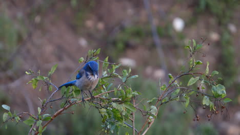 Bluebird-perched-on-a-branch-in-Malibu,-California-flies-away