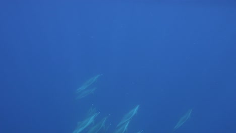 A-pod-of-dolphins-swimming-underwater-in-blue-ocean-with-sun-rays-covering-their-bodies