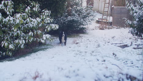 Wide-pov-shot-of-a-dog-standing-in-the-garden,-grabbing-is-toy-and-returning-to-owner