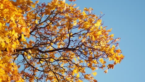 Yellow-autumn-leaves-moving-in-the-wind