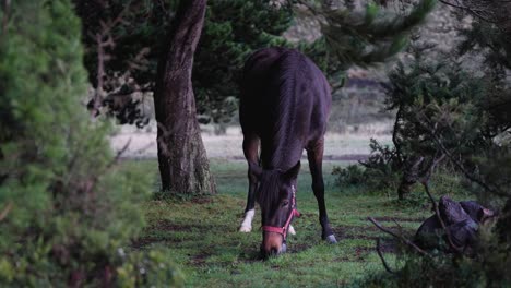 Beautiful-horse-eating-in-a-pine-forest