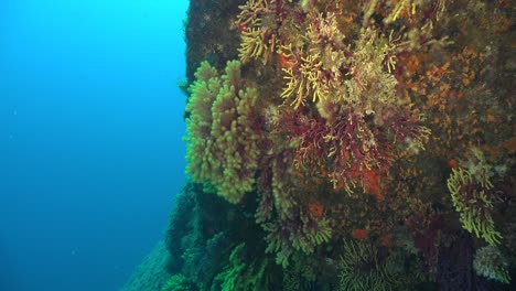 Diving-along-colorful-Sea-fan-with-blue-ocean