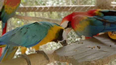 Amazon-jungle-blue-and-yellow-and-red-and-blue-parrots-in-cage,-Iquitos-Peru