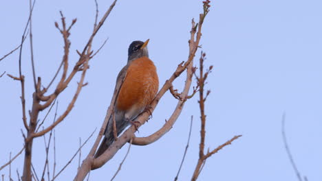 American-Robin-perched-on-branch-poops-and-flies-away,-in-Malibu,-California