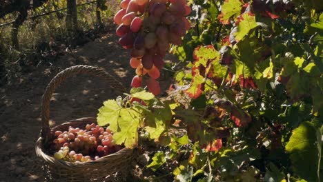 Harvesting-wine-grapes-in-the-vineyard-at-dusk
