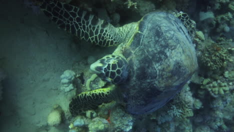 Meeresschildkröte-Im-Korallenriff-Des-Roten-Meeres-In-Ägypten