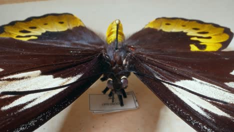 Insecto-Mariposa-Amarillo-Disecado-Sobre-Una-Mesa-Blanca