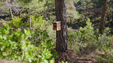 Casa-De-Insectos-En-Un-árbol-De-Bosque-Mediterráneo-Con-Pinos