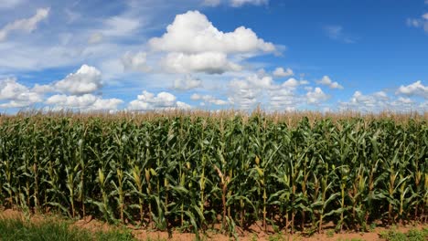 Cornfield-with-ears-of-corn,-landscape-with-blue-sky-and-clouds