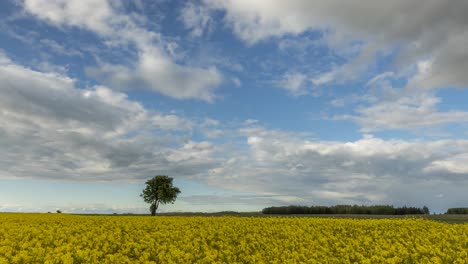 Dark-clouds-moving-over-a-bright-yellow-rapeseed-field