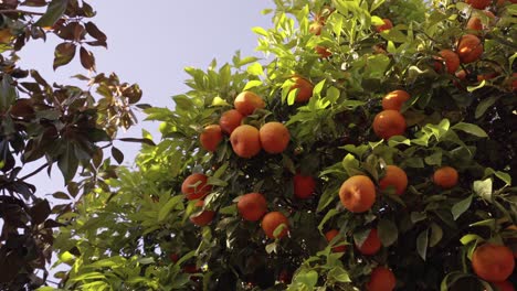 Girando-En-Un-árbol-Con-Naranjas