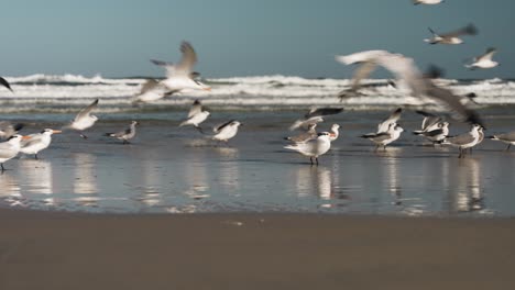 Seagulls-flying-by-man-running-along-the-beach