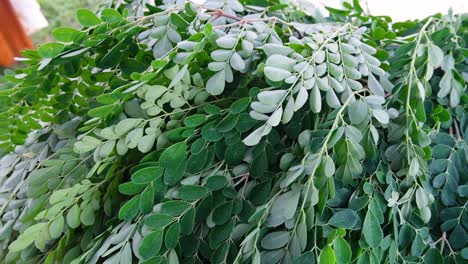 Bunches-of-freshly-picked-Moringa-oleifera-plant-leaves-packed-with-Vitamin-C-and-Potassium