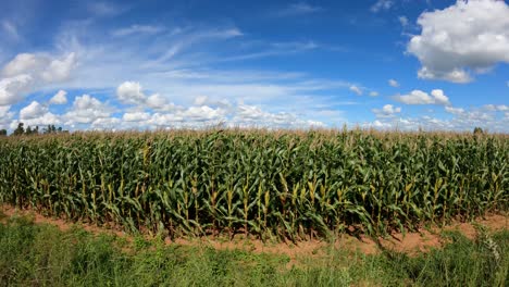 Feld-Mit-Grüner-Maisplantage,-Sonniger-Tag-Mit-Blauem-Himmel-Und-Wolken