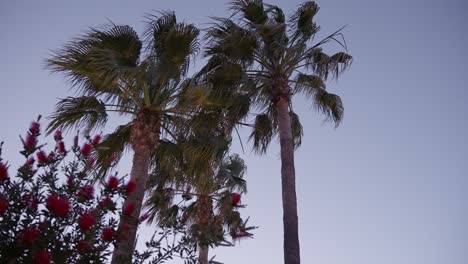 Revolving-around-palm-trees-with-sky