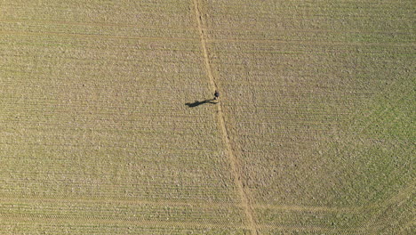 Drone-birdseye-shot-of-a-man-walking-along-a-path-through-a-field-in-Great-Missenden