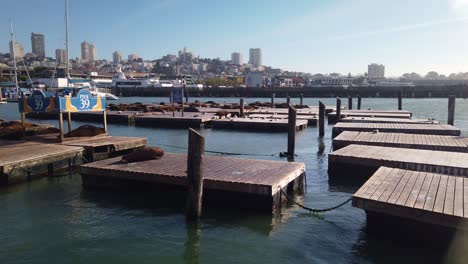 Gimbal-shot-panning-across-the-sea-lion-docks-at-Pier-39-in-Fisherman's-Wharf,-San-Francisco,-CA