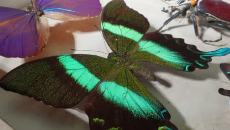 Dissected-green-butterfly-insect-on-a-white-table