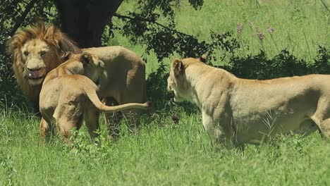 Lion-family-in-the-wild,-pride-life