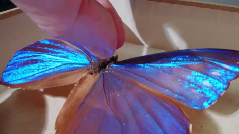Insecto-Mariposa-Azul-Disecado-Sobre-Una-Mesa-Blanca