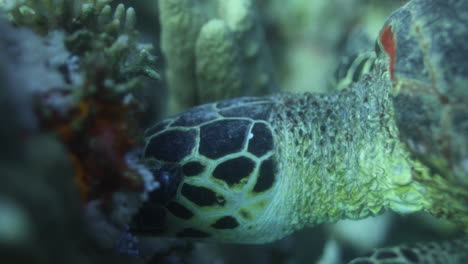 Meeresschildkröte-Im-Korallenriff-Des-Roten-Meeres-In-Ägypten