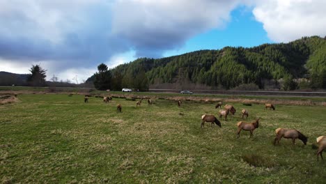 4K-aerial-drone-shot-showcasing-pack-of-wild-Elk-in-Reedsport,-Oregon-with-sun-beaming-through-clouds
