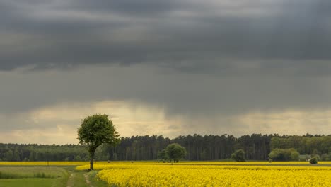 Sich-Bewegende-Sonnenstrahlen-Zwischen-Schauern-Und-Wolken,-Die-über-Ein-Rapsfeld-Ziehen