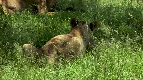 Lioness-eating-in-the-shade,-close-up-from-behind-4K