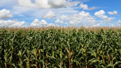 Green-corn-plantation-with-cobs,-cornfield-and-blue-sky-among-clouds