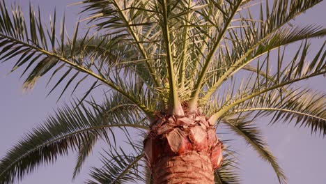 Revolving-around-palm-trees-with-sky