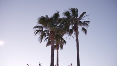 Zoom-in-to-palm-trees-with-sky