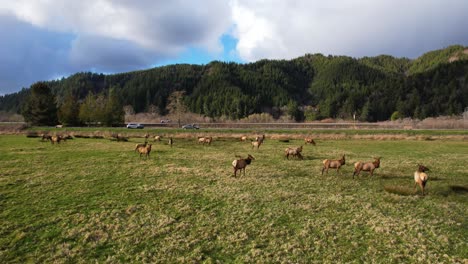 4K-aerial-drone-shot-gliding-through-pack-of-wild-Elk-in-Reedsport,-Oregon-with-sun-beaming-through-clouds