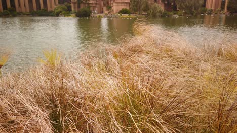 Gimbal-shot-booming-up-from-golden-grass-to-Palace-of-Fine-Arts-in-San-Francisco,-California