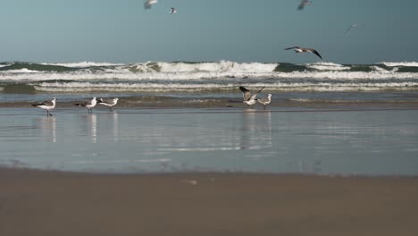 Person-walking-on-the-shore-of-the-beach-while-seagulls-land-on-the-shore