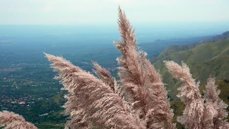 Pampa-grass-on-the-slope-of-a-mountain
