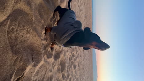 Zwergdackel-Mit-Hundekleidung-Am-Strand-Bei-Sonnenuntergang,-Der-Sand-Abschüttelt,-Zeitlupe