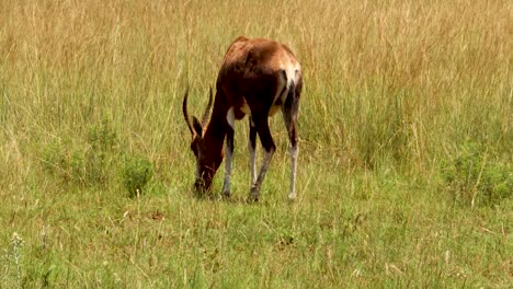 Buck-scratching-his-head-with-his-foot-in-African-Wild