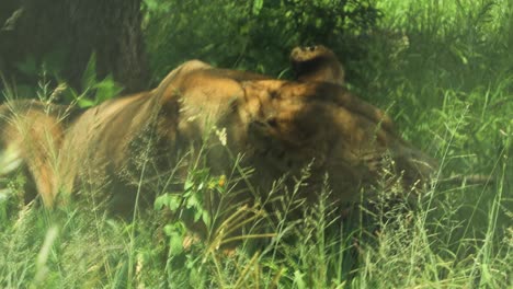Lioness-eating-a-wildebeast-in-the-savanna,-face-shot,-through-grass