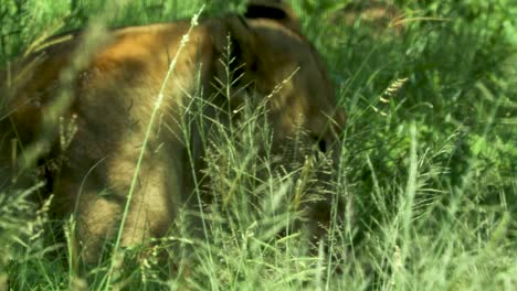 Lioness-eating-in-the-savannah,-close-up-through-grass