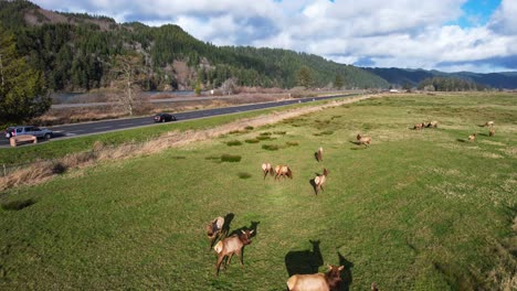 Beautiful-4K-aerial-drone-shot-overlooking-wild-Elk-at-Dean-Creek-Elk-Viewing-Area-in-Reedsport,-Oregon