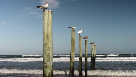 Vögel-Am-Ufer-Am-Strand