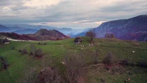 Luftaufnahme-Einer-Kuh,-Die-Auf-Einem-Grünen-Hügel-In-Der-Landschaft-Dumesti,-Siebenbürgen,-Rumänien-Weidet