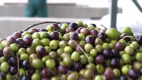 Olives-in-a-press-to-make-virgin-olive-oil