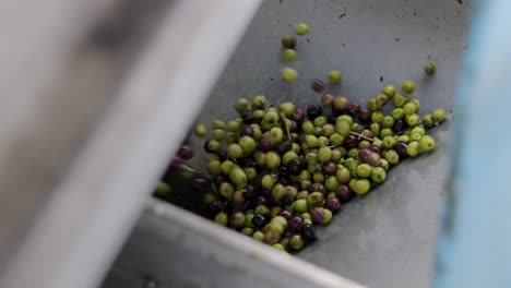 Oliven-In-Ölmühlen-Zur-Herstellung-Von-Nativem-Olivenöl