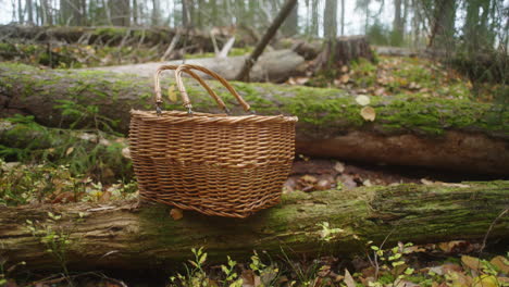 Mushroom-foraging-basket-in-the-woods