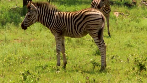 Baby-Zebra-in-the-Kruger-Natinal-Park,-South-Africa-4K