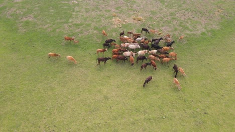 A-small-herd-of-Asian-cows-grazes-on-a-lush-green-meadow,-captured-in-beautiful-aerial-footage-showcasing-agriculture-and-rural-life